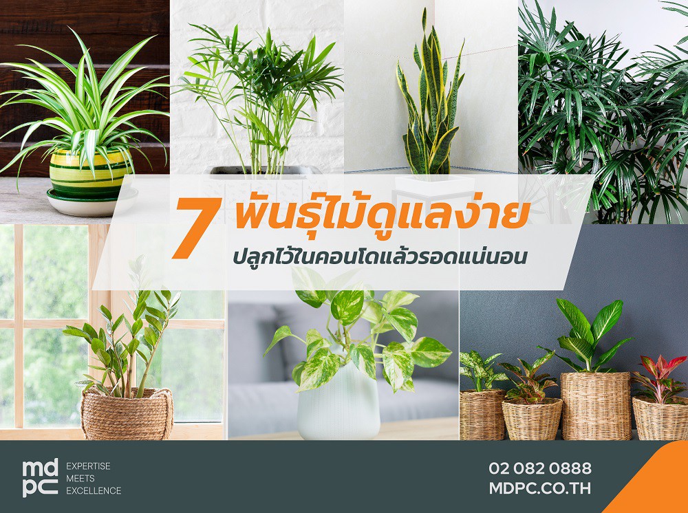 7 พันธุ์ไม้ดูแลง่าย ปลูกในคอนโดแล้วรอดแน่นอน
