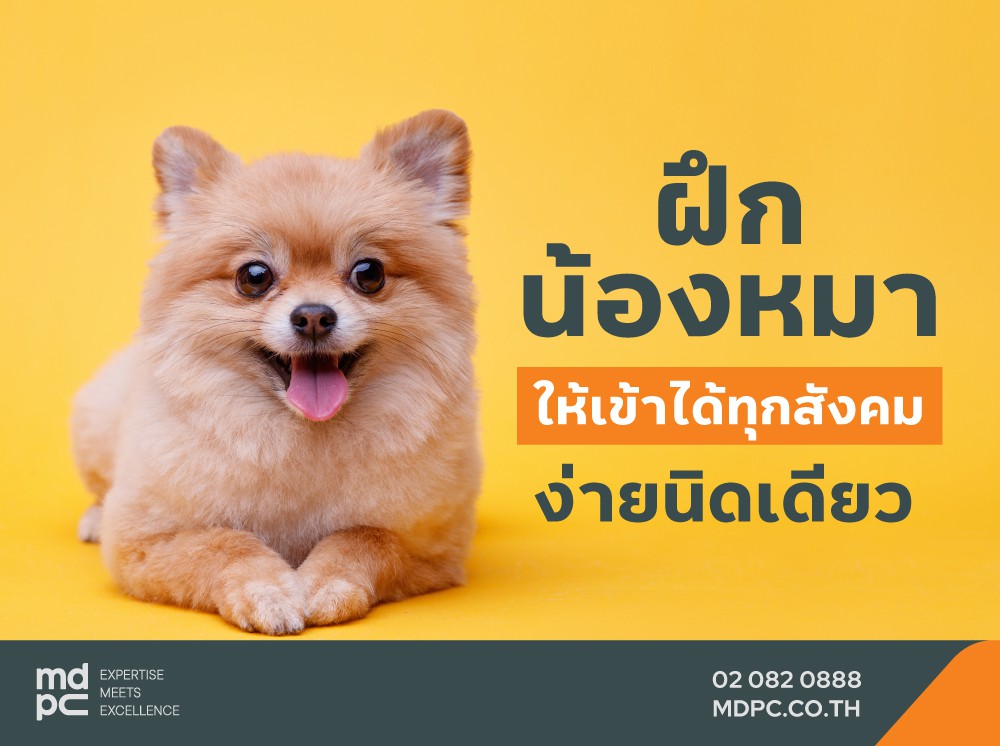 ฝึกน้องหมาให้เข้าได้ทุกสังคม … ง่ายนิดเดียว