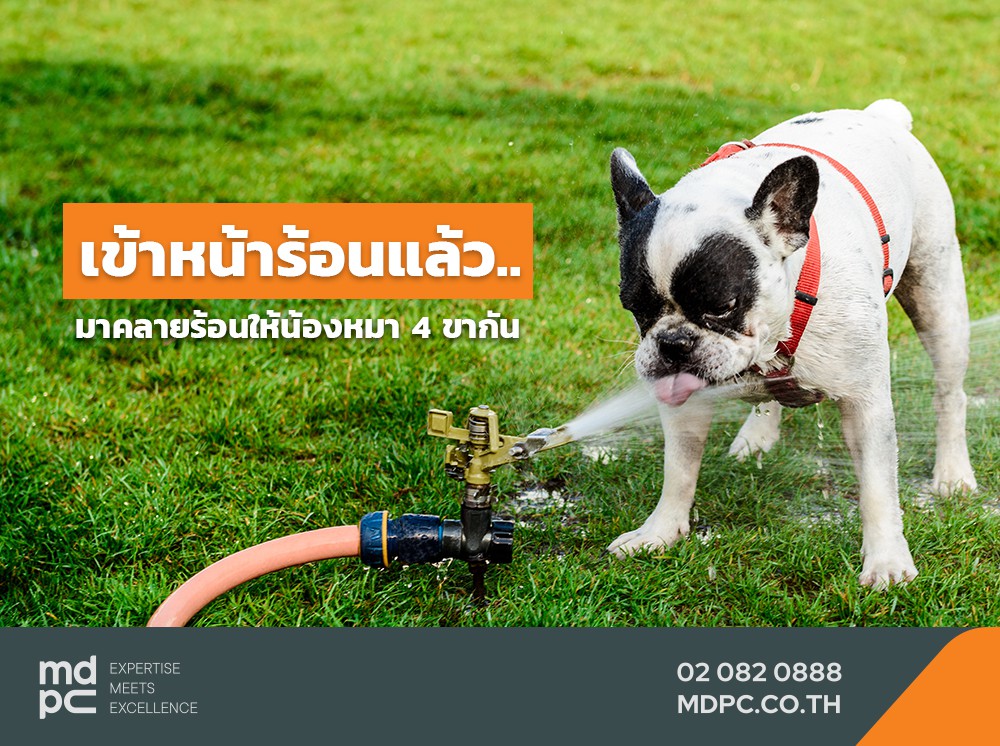 เข้าหน้าร้อนแล้วววววว …. มาคลายร้อนให้น้องหมา 4 ขากัน