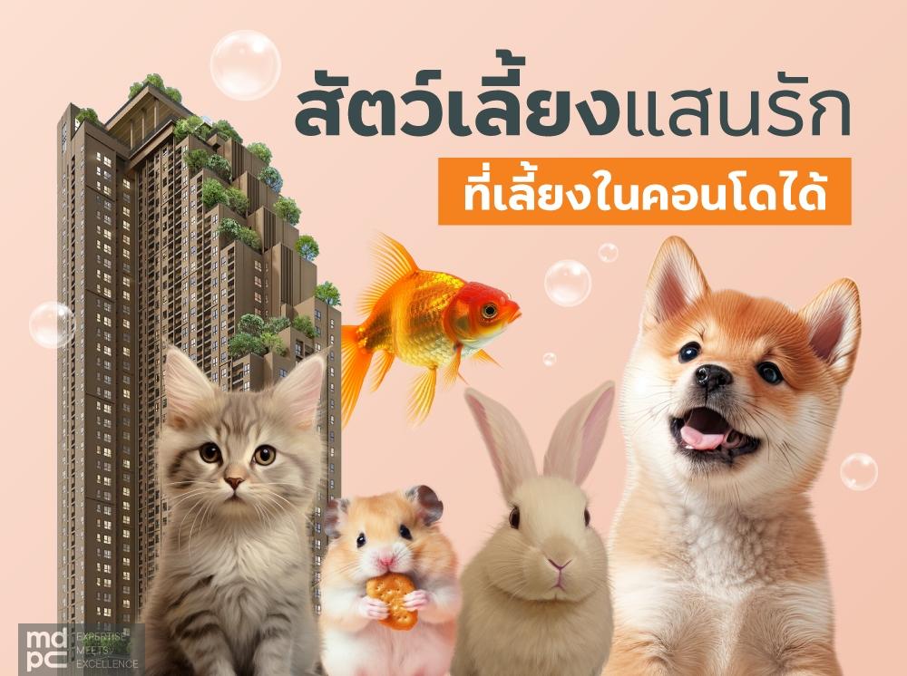 สัตว์เลี้ยงแสนรัก ที่เลี้ยงในคอนโดได้