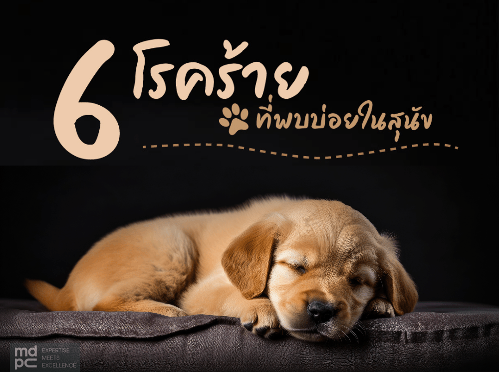 6 โรคที่พบบ่อยในสุนัข